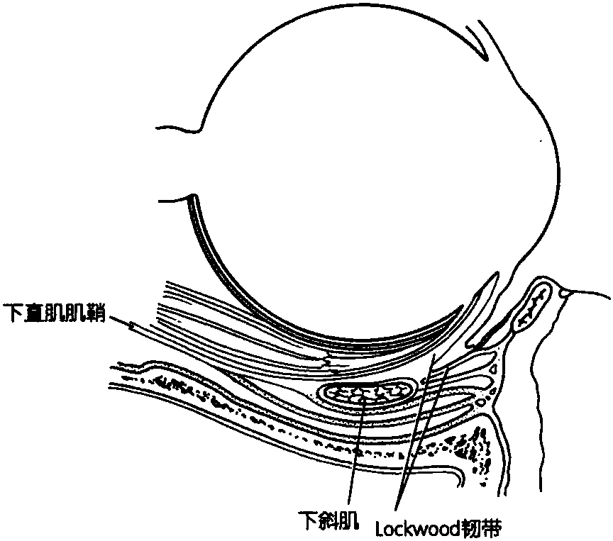 筋膜系統(tǒng)